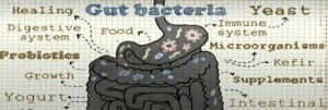 Is Glyphosate Destroying Gut Bacteria? 